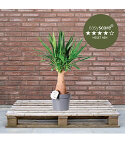 Yucca elephantipes 24cm H90