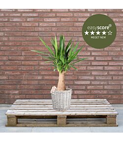 Yucca elephantipes 24cm H90 med kurv