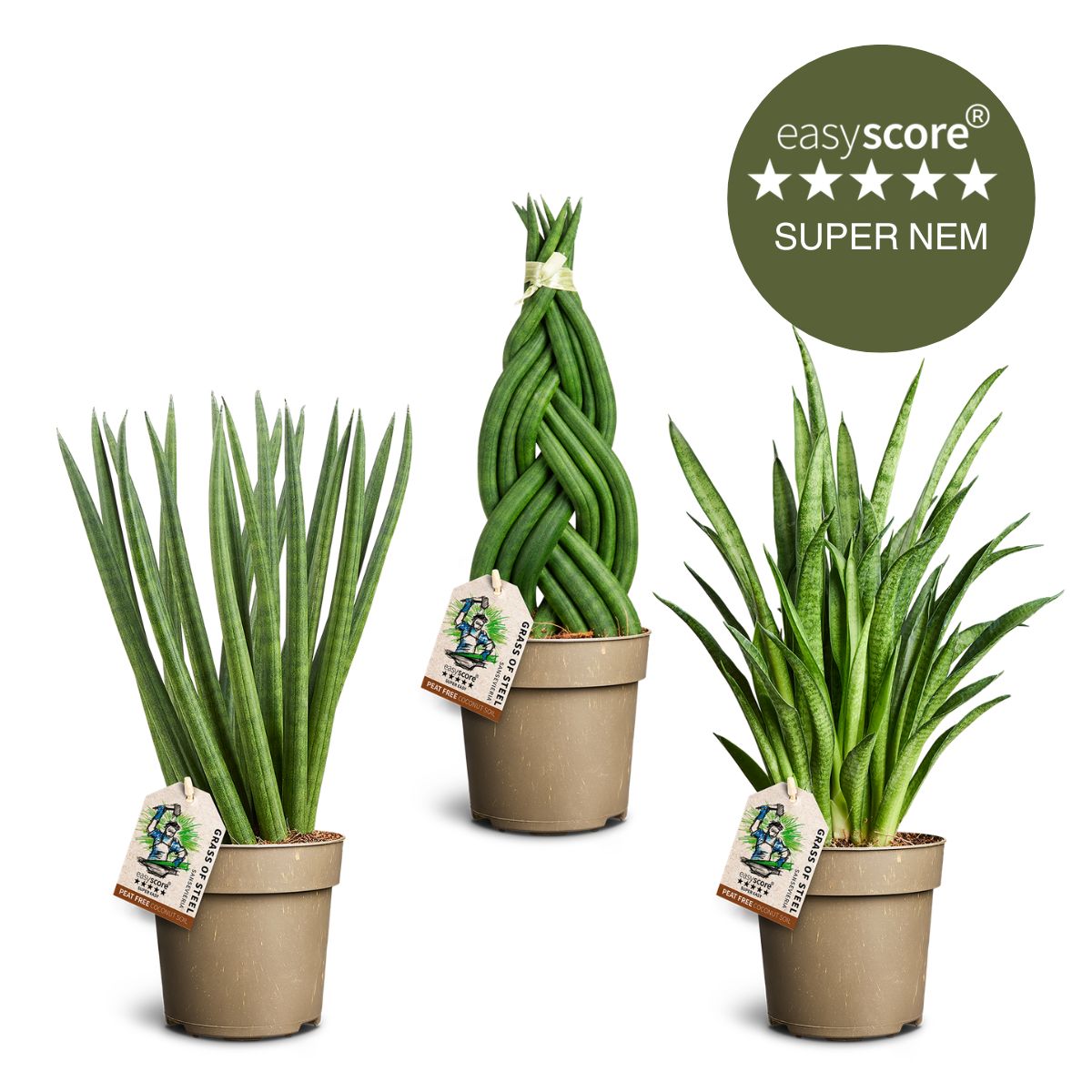 Sansevieria pakke, Mellem