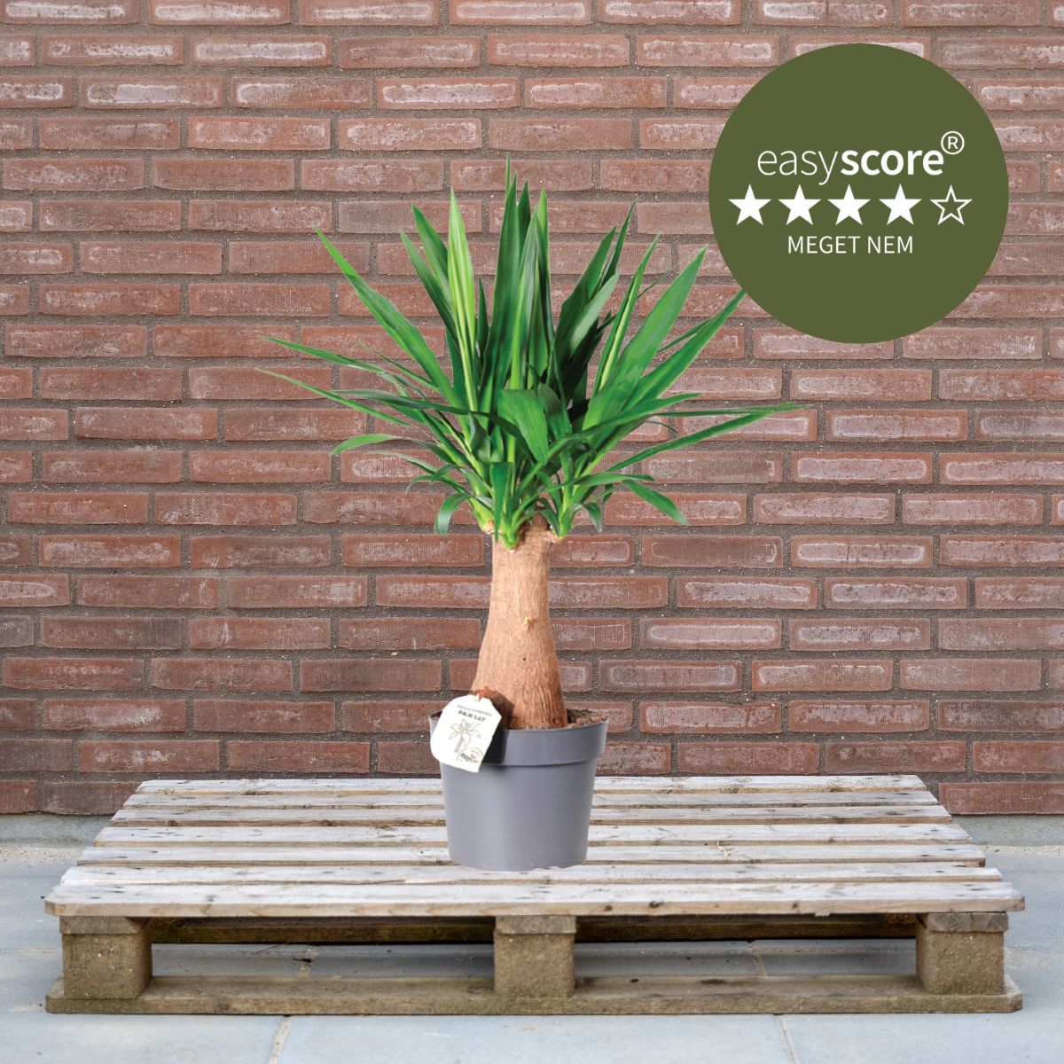 Yucca elephantipes 24cm H90