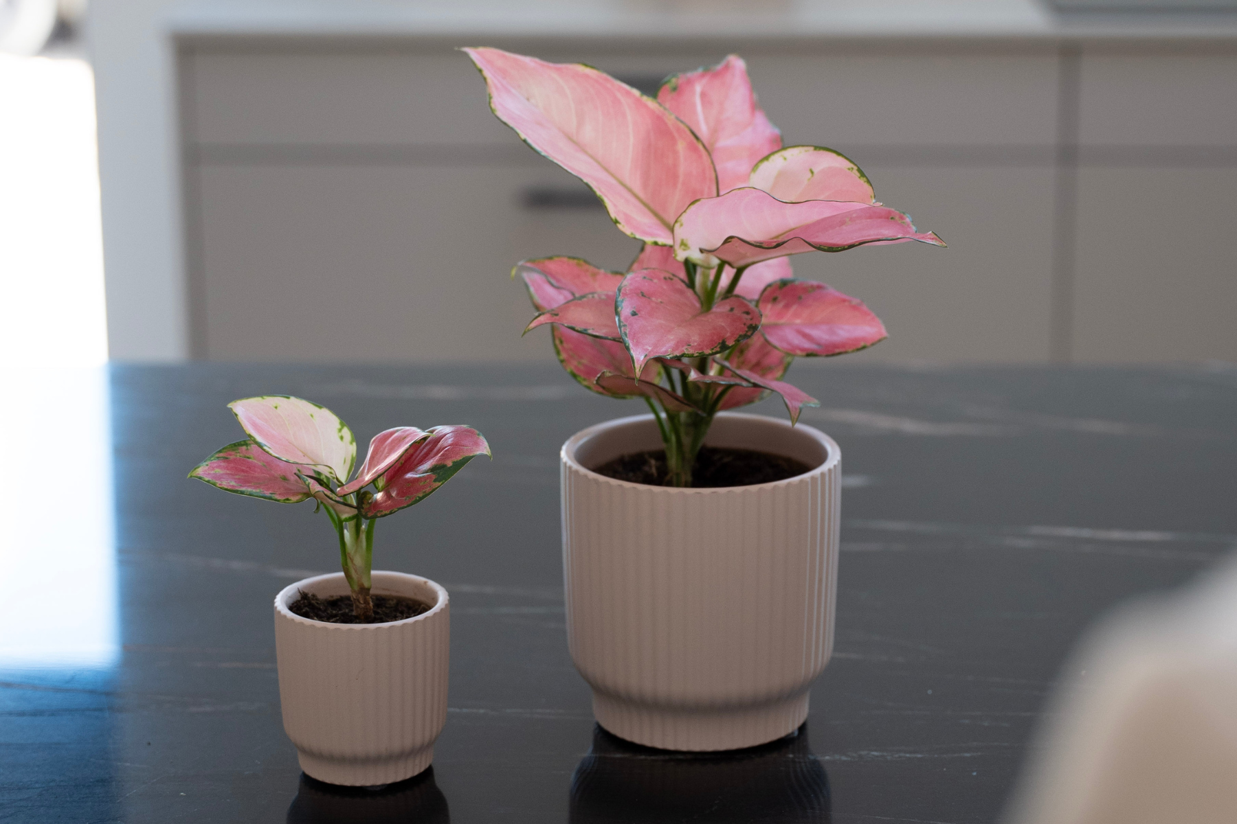 Aglaonema_Pinky_Promise_