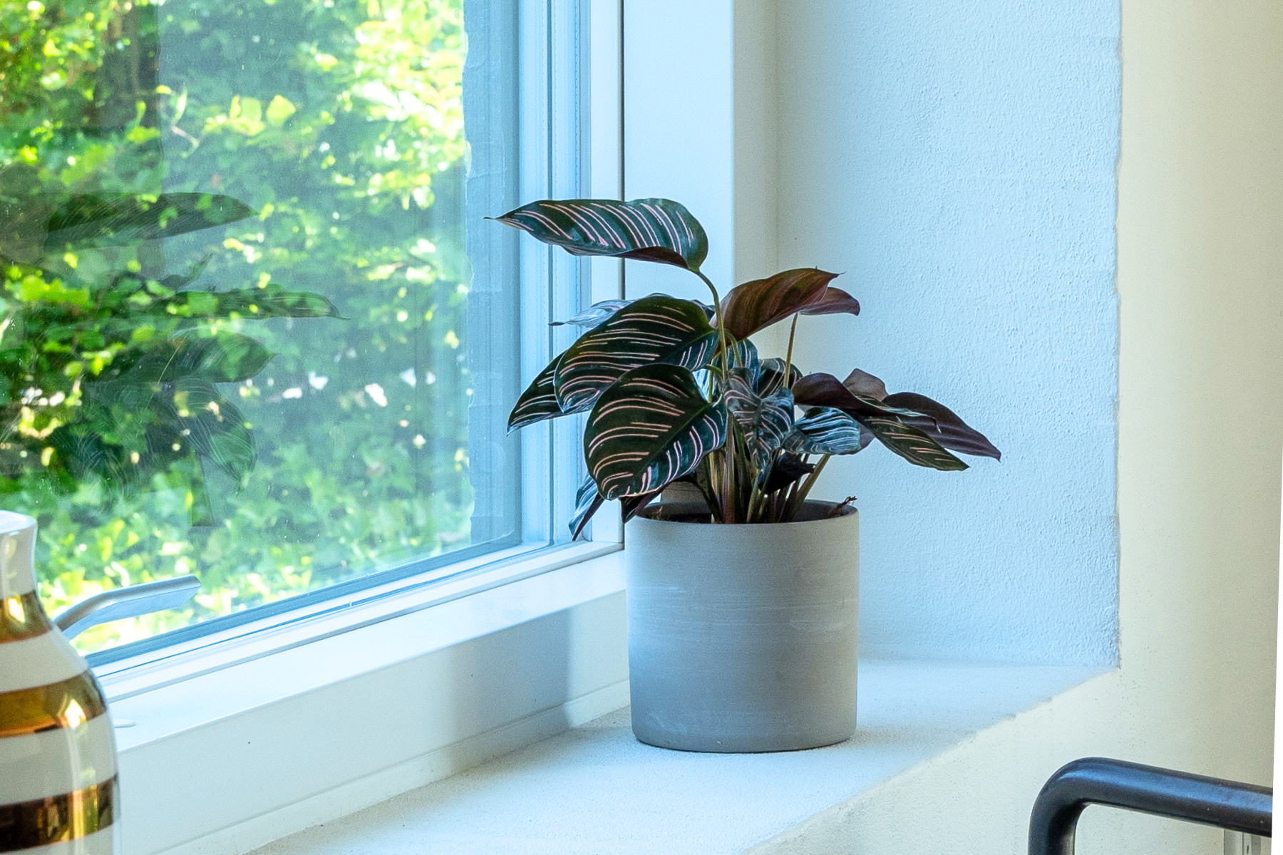 Calathea_Beauty_Star_