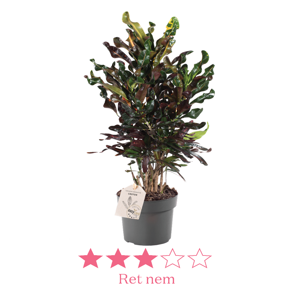 Codiaeum Mammy Branched 17 cm ny