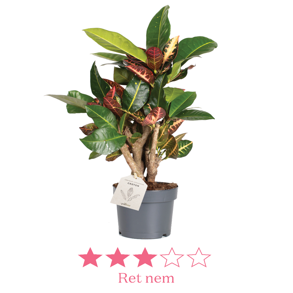 Codiaeum Petra Branched 17 cm ny