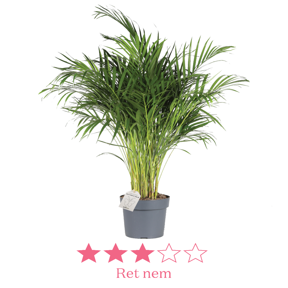 Dypsis lutescens 24 cm ny