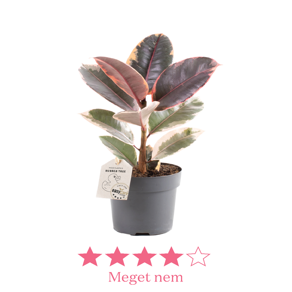 Ficus elastica Belize 11 cm ny2