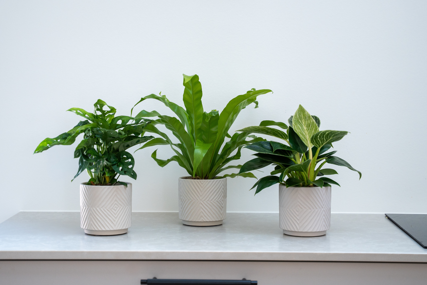 Monstera_adansonii
