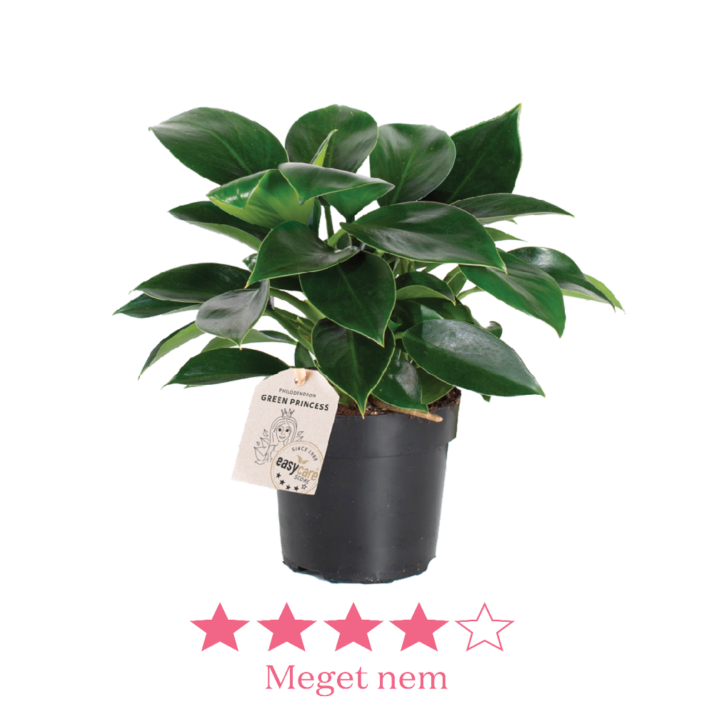 Philodendron Green Princess 11cm ny2